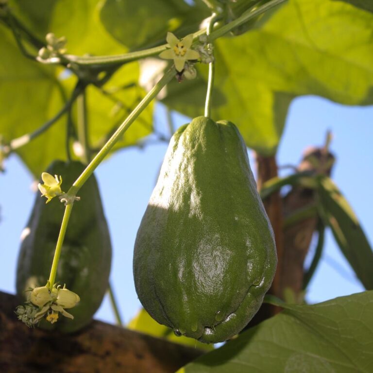 BEIGNET DE "CHOUCHOU"